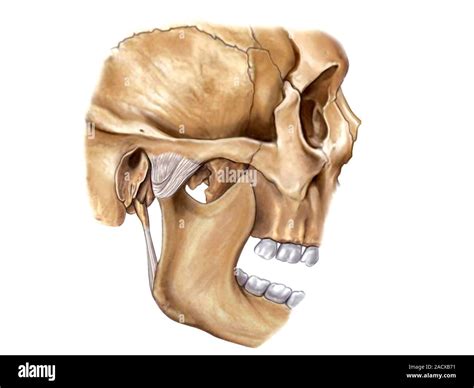 Illustration of the nuchal joint. This lateral view illustration is ...