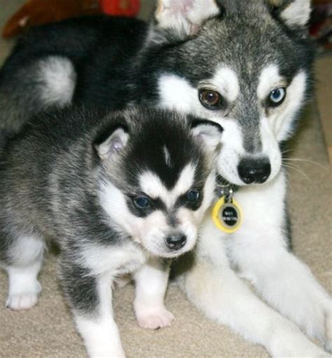 Alaskan Klee Kai: A mix between an American Eskimo and a Husky. I WANT! | Pets! | Pinterest ...