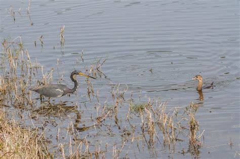 Free Images : marsh, wildlife, reflection, fauna, wetland, vertebrate ...