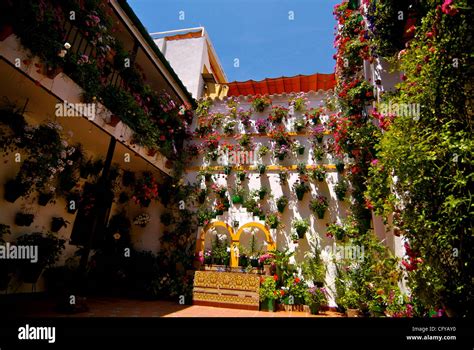 Cordoba. Festival de Patios Cordobeses. San Basilio 22, Patio de las flores en Cordoba. Potted ...