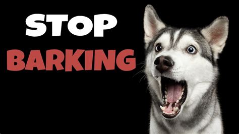 High Pitched Dog Whistle Sound To Stop Dogs Barking - YouTube