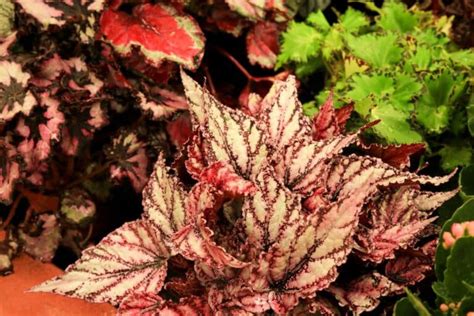 15 Begonia Rex Varieties and Types You Can Grow | Florgeous