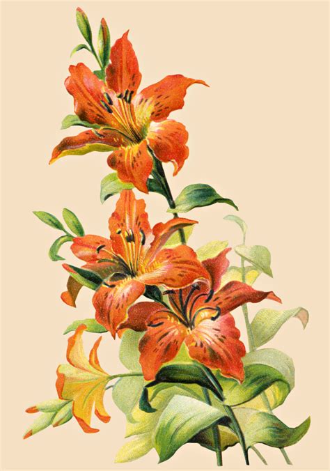 Free Vintage Tiger Lily Flower