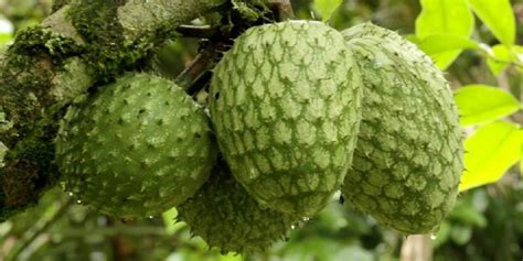 Polynesian Produce Stand : ~COROSSOL ZOMBIE~ FRUIT TREE Annona montana BOLIVIAN SOURSOP LIVE sml ...