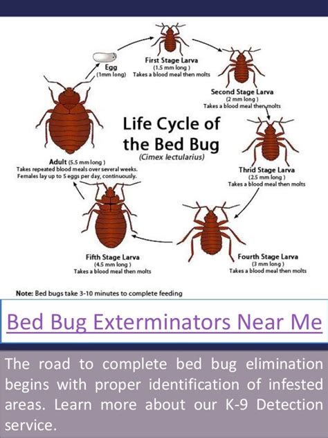 Bed bug removal near me