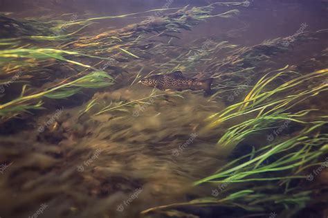 Premium Photo | Algae under water, landscape in the sea, underwater landscape tnetexture