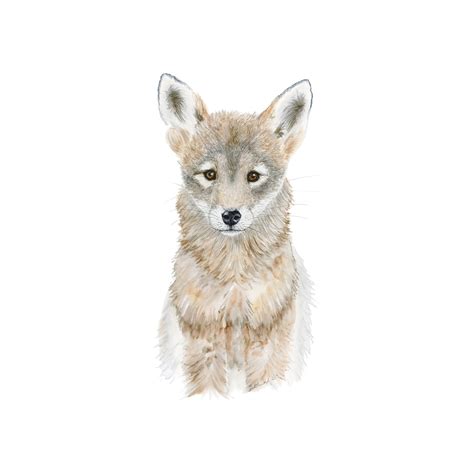 Coyote Watercolor Print | Southwest Wildlife Art | Tiny Toes Design