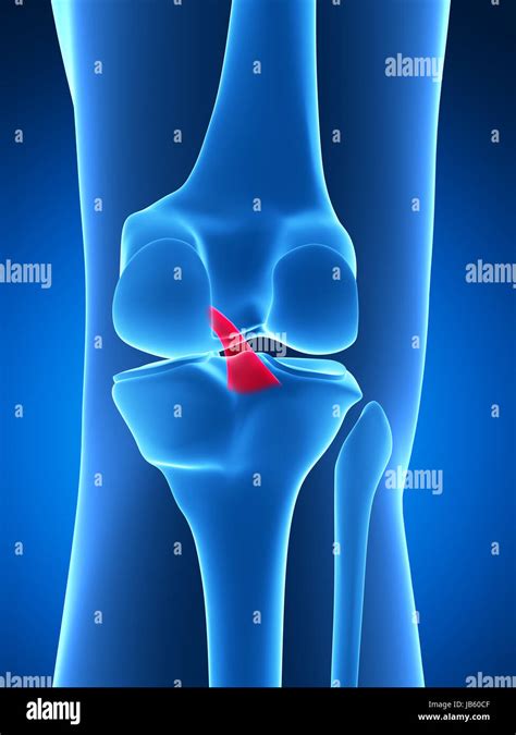 Knee Anatomy High Resolution Stock Photography and Images - Alamy