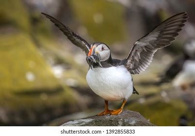 36 Puffin open mouth Images, Stock Photos & Vectors | Shutterstock