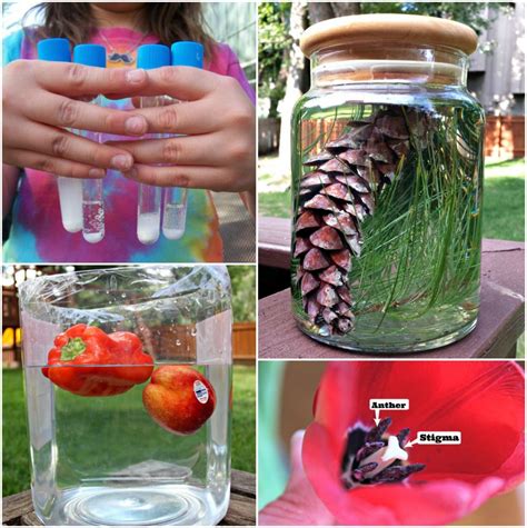 science - Edventures with Kids | Summer science activities, Science projects for kids, Outdoor ...