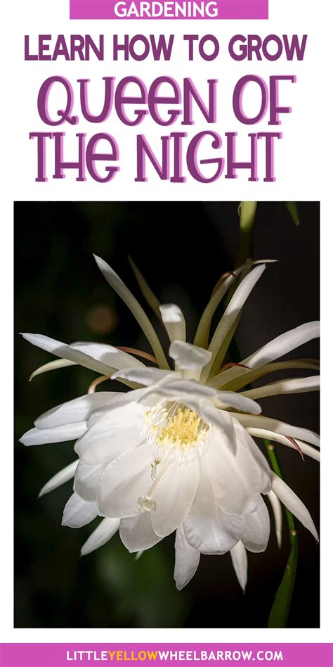 Queen of the Night Plant - How to Care for Epiphyllum Oxypetalum