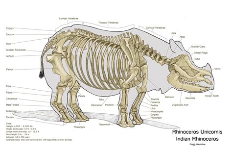 modern Rhinoceros Unicornis | Animal skeletons, Rhinoceros, Animal drawings