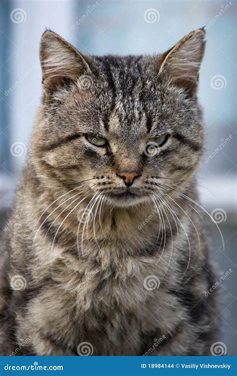 Felis catus, cat stock photo. Image of animal, mammal - 18984144