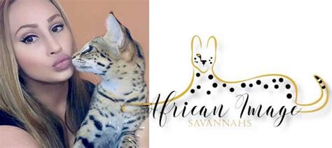 Savannah Cat Breeders - Savannah Cats, Bengal Cats For Sale