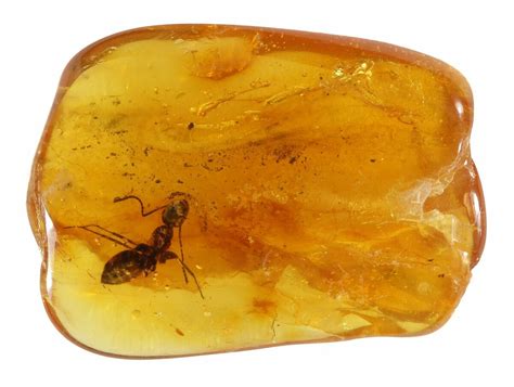 Fossil Ant (Formicidae) In Baltic Amber (#45154) For Sale - FossilEra.com