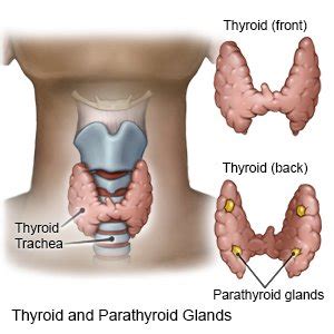 Subclinical Hyperthyroidism - What You Need to Know