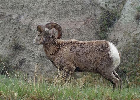 Badlands Bighorn Sheep - Presidential View Photograph by Rauno Joks ...