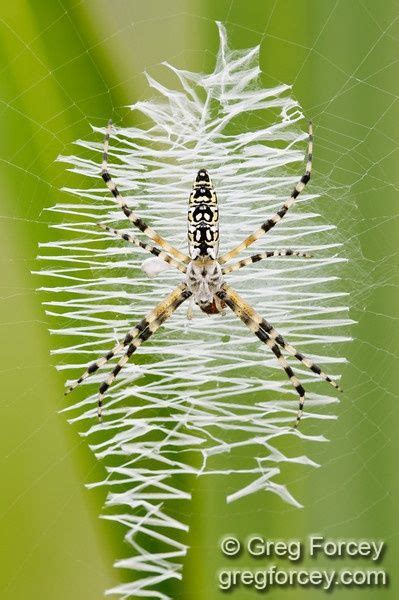 Black-and-yellow Argiope Spider