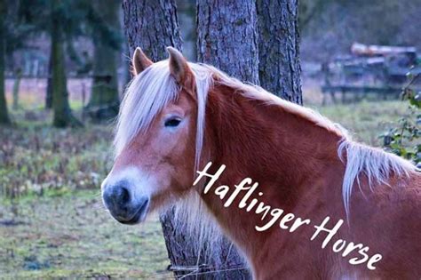 10 Things You Didn't Know About the Haflinger Horse