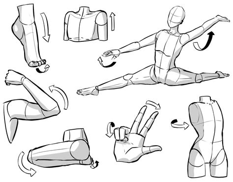 Drawings Of Body Positions