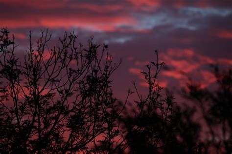 Purple Evening sky through trees Free Photo Download | FreeImages