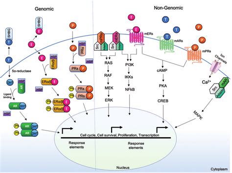 Signaling Pathways Of Hormones Mnemonic Epomedicine | The Best Porn Website