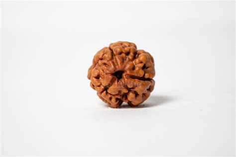 Buy 3 Mukhi Rudraksha at Best Price From Rudralife