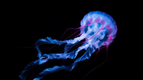 Blue Jellyfish Wallpapers - Top Free Blue Jellyfish Backgrounds - WallpaperAccess