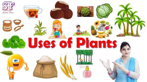 Uses of plants | Plants uses | Plant give us | Uses plants for kids | Plants and their uses# ...