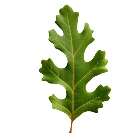 AI generated Oak leaf clip art 34924126 PNG