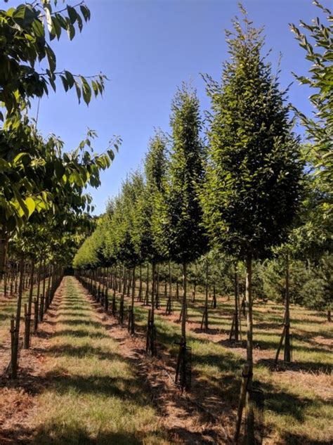 Carpinus betulus Fastigiata - Upright Hornbeam - Deepdale Trees