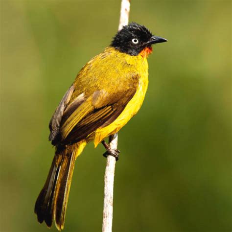 Bulbul Bird Sound Ringtones - Apps on Google Play