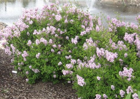 Dwarf Korean Lilac - Prairie Gardens