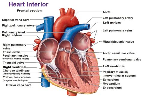 interior of heart, chorae tendineae, papillary muscles, trabeculae ...