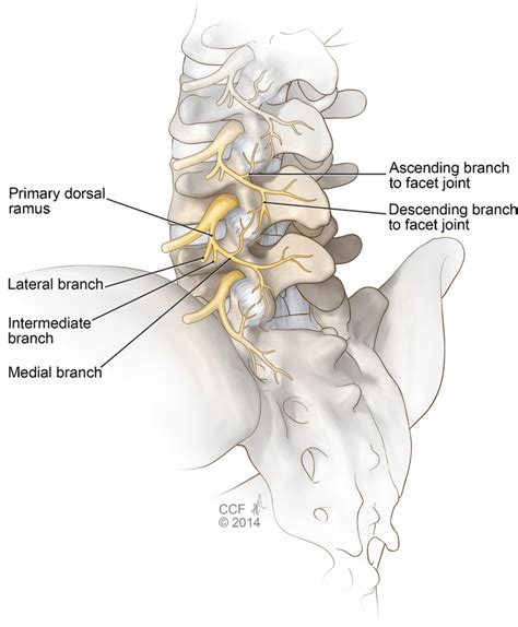 Oblique View Of Lumbar Spine