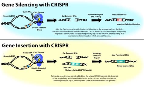 Is Genetic Surgery in My Future?: A conversation with Dr. John Doench about CRISPR and genome ...