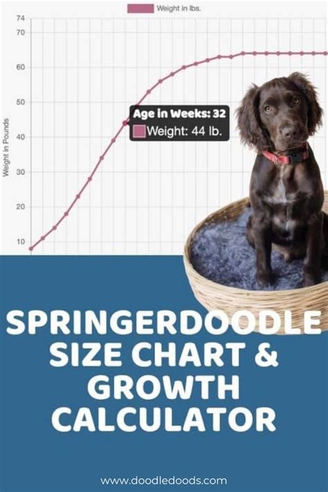 Springerdoodle Size Guide -Doodle Doods | Springerdoodle, What kind of dog, Doodle dog