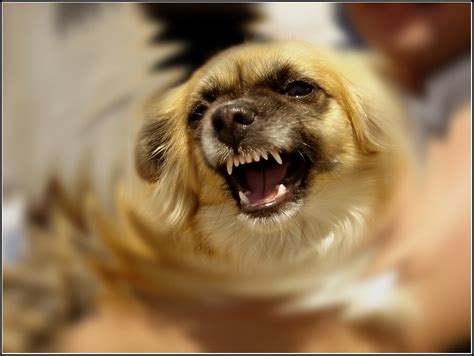 Little angry dog | Animals photos