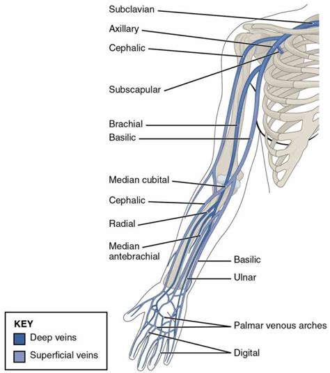 veins dorsum hands in difficult patients this Anatomy Of The Veins In The Arm stock medical ...