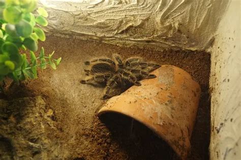 Tarantula Enclosure - Tarantula Friendly