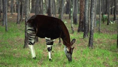 What Kind of Climate Do the Okapis Live In? | Animals - mom.me