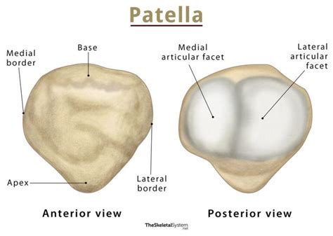 Patella (Kneecap): Definition, Location, Anatomy, & Diagram