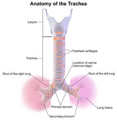 Trachea - Wikipedia