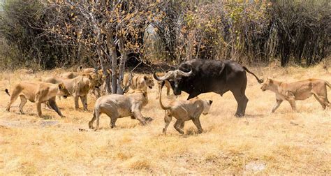 Top 30+ imagen cacería de leones en vivo - Abzlocal.mx