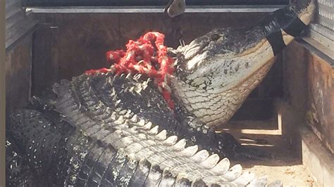 Man bitten by gator at Charlotte Co. golf course | khou.com