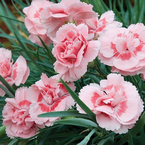 Dianthus Doris - Beechmount Garden Centre