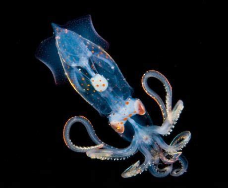 Glass Squid | Deep sea creatures, Deep sea life, Underwater creatures