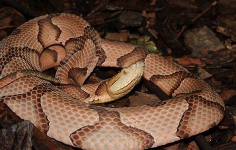 Copperhead (Agkistrodon contortrix) – Jim Keany