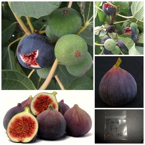 Italian Everbearing Fig Tree ~25 Top Quality Seeds - Extra Sweet Variety! - Seeds