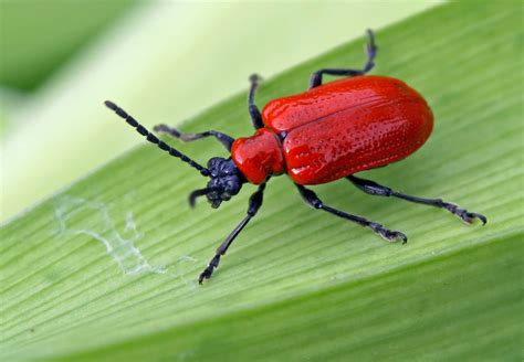 Lily Leaf Beetle Control – Sunset Nursery